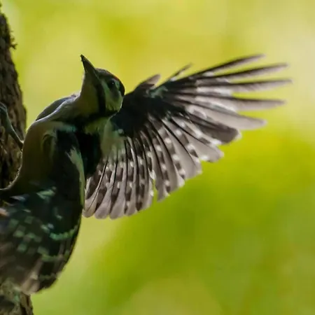 Spacious Retreat, * Daverdisse